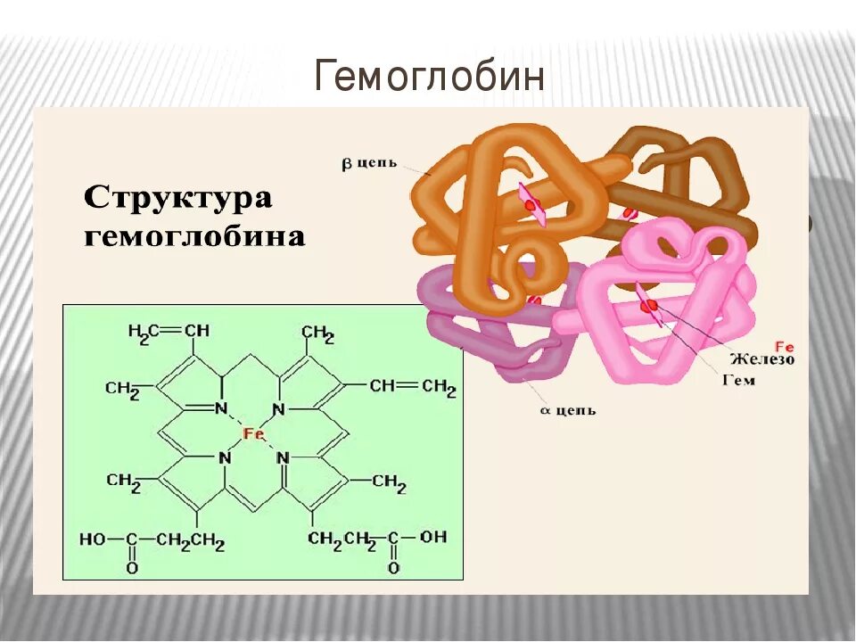 Железо в гемоглобине. Гемоглобин содержит железо. Как образуется гемоглобин. Влияние железа на гемоглобин.