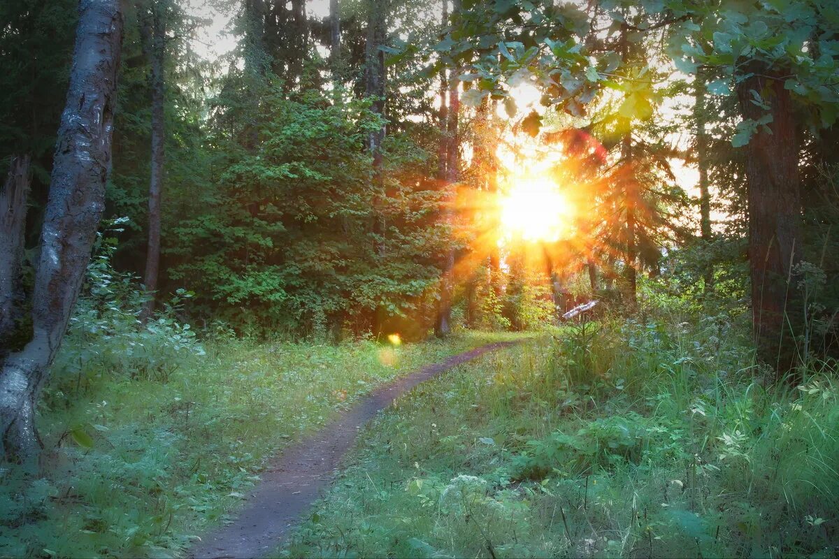 в лесу было жарко. солнечный день. меры осторожности в лесу. загадка жарким летом по горам в шубе бегает. костер зимой в лесу.