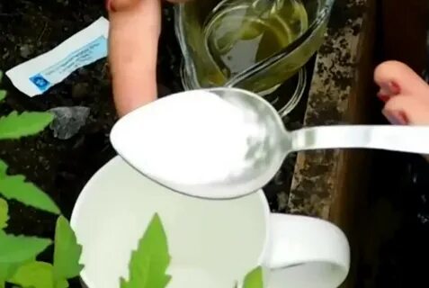Обработка помидор с молоком