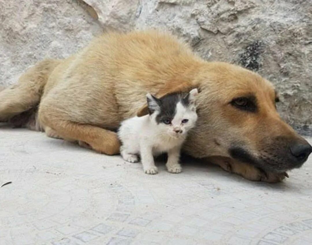 трогательные животные. бродячие кошки и собаки. бродячие кошки и собаки. бездомные животные. бездомные кошки и собаки.