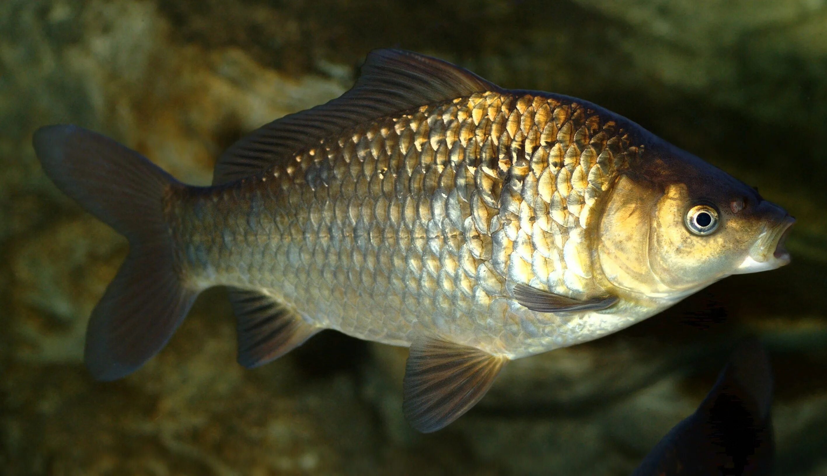 Карась озерный. Карась (carassius carassius). Карась рыба смирная. Карась рыба смирная. Карась байкальский.