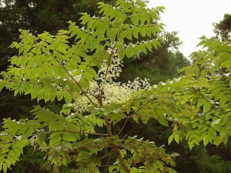 Аралия высокая. Аралия маньчжурская (Aralia mandshurica). Аралия маньчжу́рская - Aralia elata. Аралия Чертово дерево. Аралия маньчжурская лист лист.