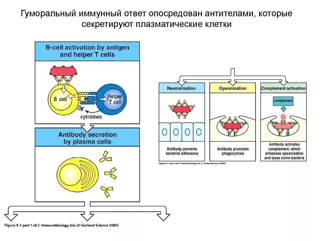 Схема гуморального иммунного ответа. Схема гуморального иммунного ответа иммунология. Гуморальный иммунный ответ иммунология. Клеточно-опосредованный иммунный ответ.