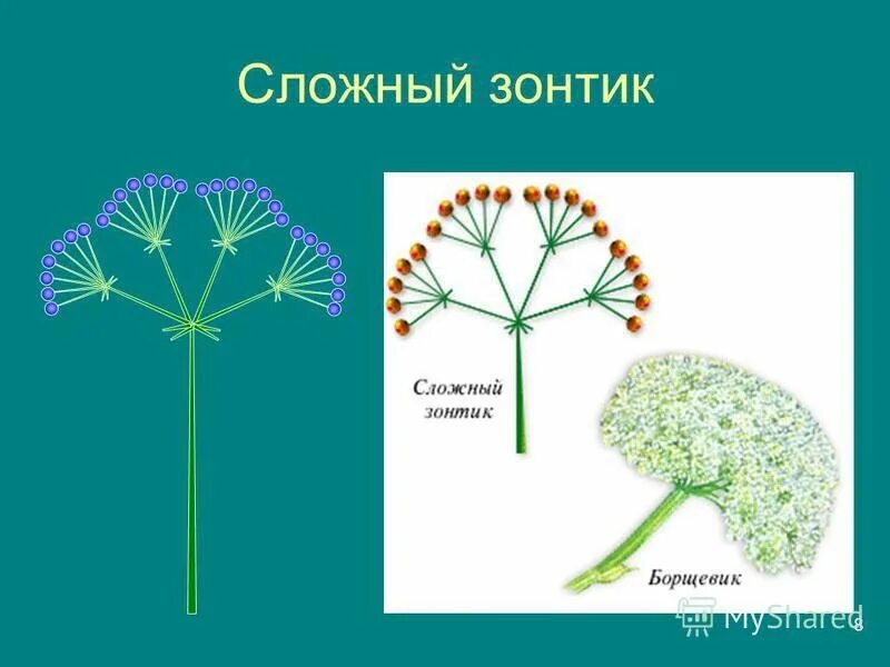 Сложный зонтик. Сложный зонтик растения. Простой зонтик. Соцветие зонтик. Простой зонтик растения