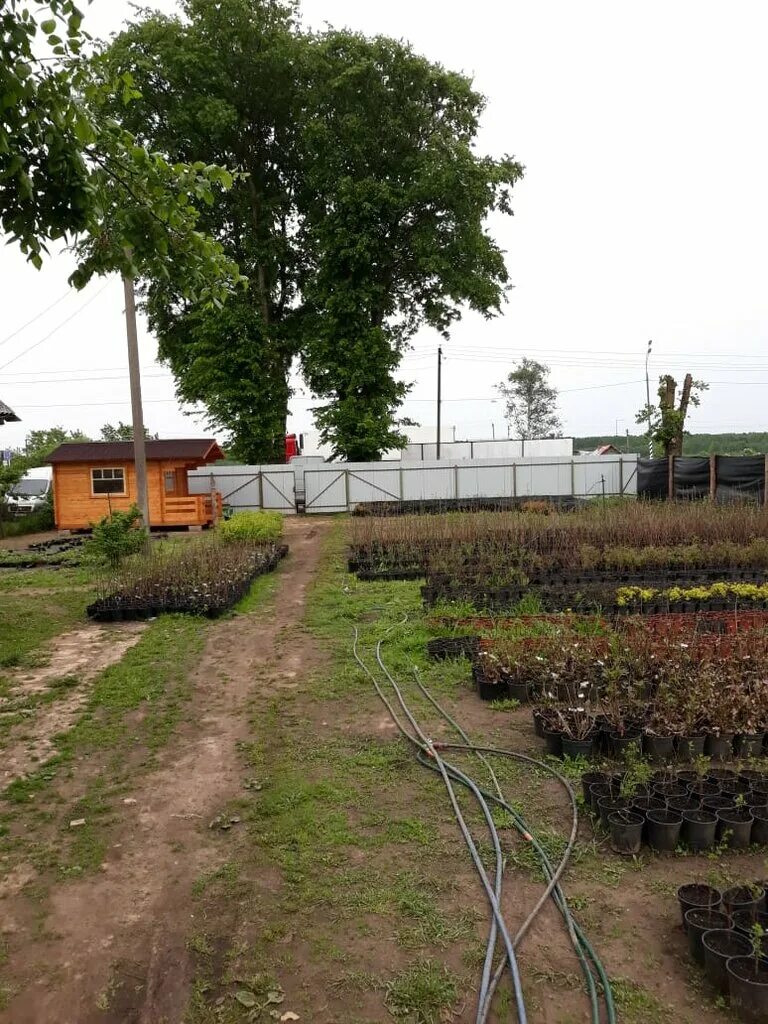 Сады новгородской области. Тютицы Новгородская область. Новгородский сад. Деревня Тютицы. Питомник в Тютицах Новгородской области.