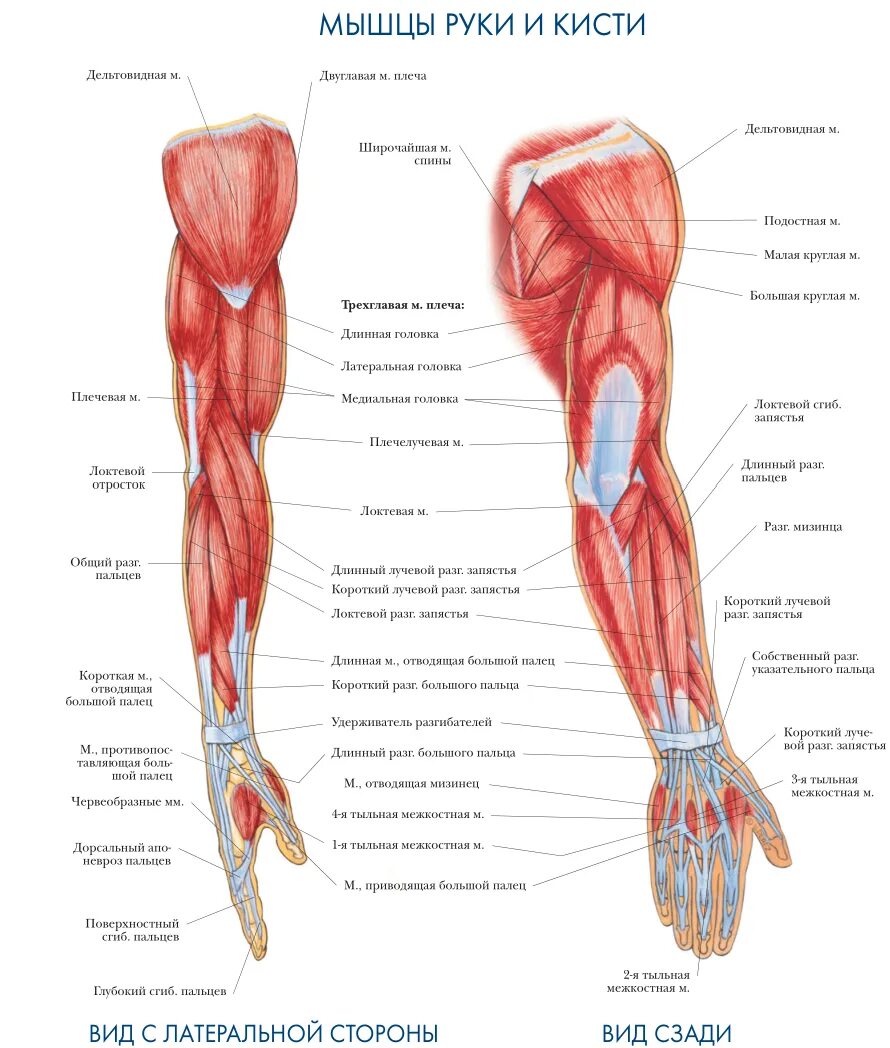 Рука человека название. Строение мышц руки человека. Мышцы руки человека схема. Анатомия руки человека мышцы и связки. Рука анатомия строение мышц.