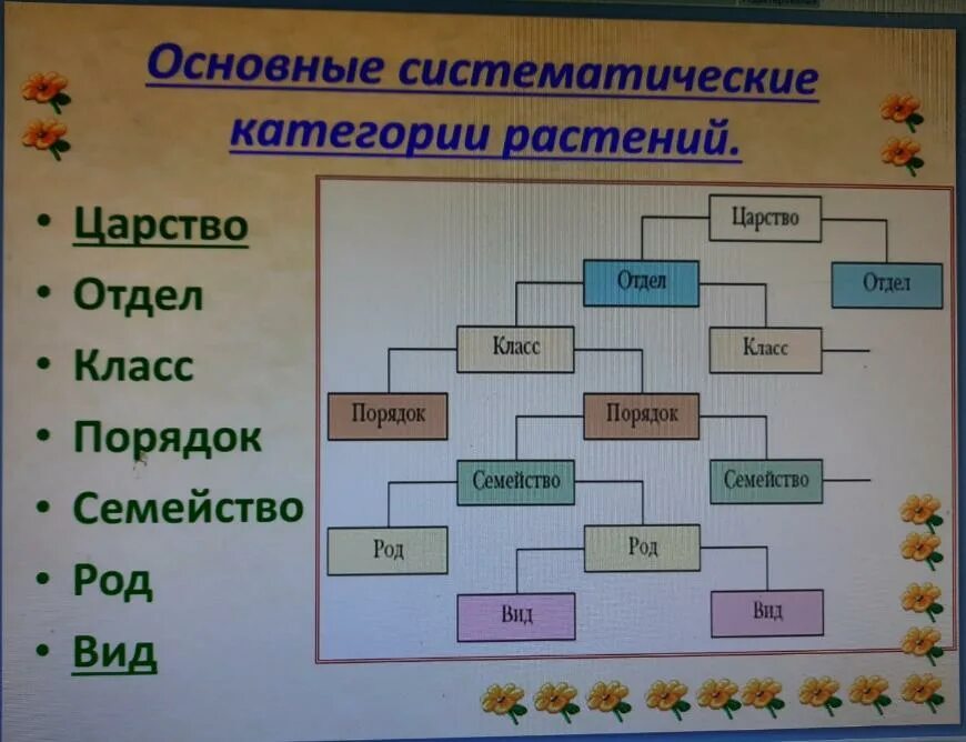 Расположение систематических категорий в порядке возрастания Правильный порядок систематической категории: найдено 90 картинок