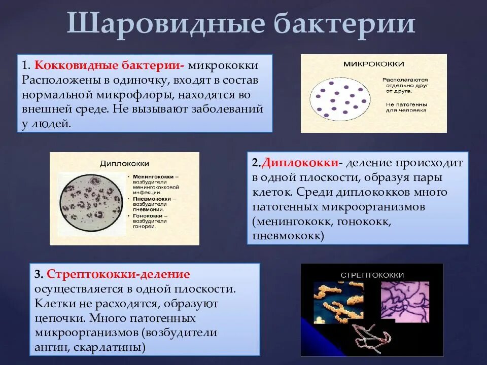 Шаровидные формы бактерий микрококки. Характеристика шаровидных бактерий. Микрококки шаровидные микроорганизмы расположенные. Кокковидные бактерии. Бактерии примеры заболеваний