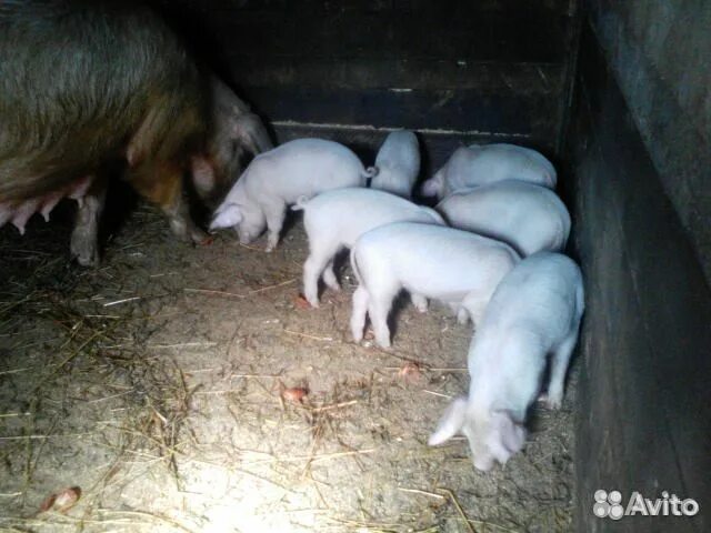 Авито поросята пермский край. Иркутская область продают свиней коз. Купить поросёнка в Кунгурском районе. Купить поросят в Кунгурском районе в Шадейке. Продажа домашних животных на авито Орда округ.