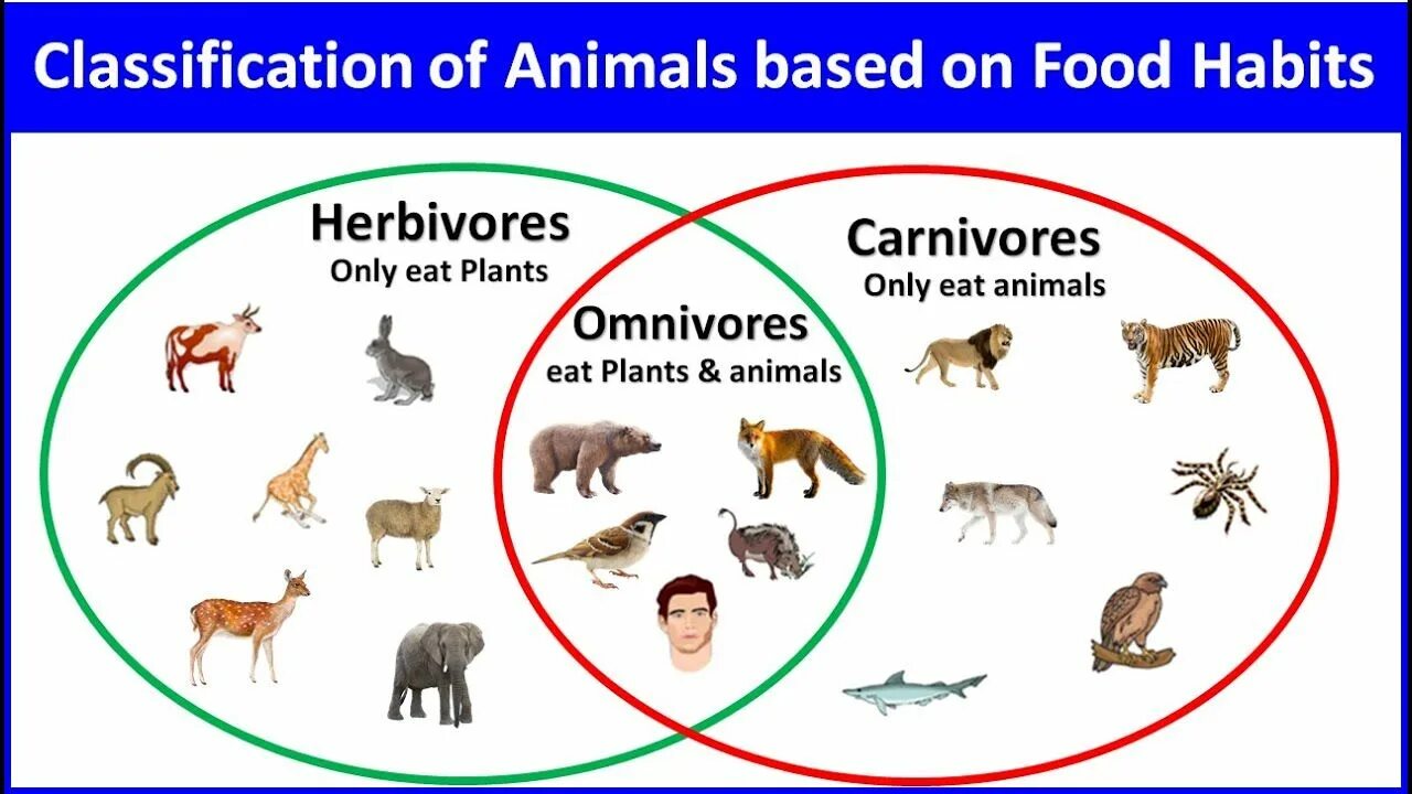 Specific features of animals. Classification of animals. herbivore carnivore omnivore. animals and their food. food classification.