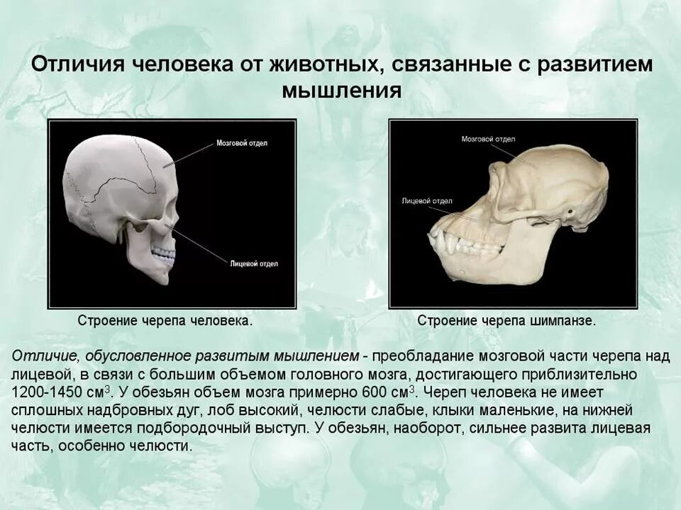 Развитый подбородочный выступ череп. Отличие черепа человека и животных. Череп человекаотличаетмя от чернпа обещьян. Различия в строении черепа. Череп обезьяны и человека различия.