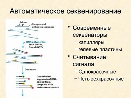 Секвенирование анализ