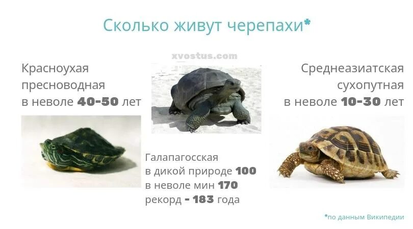 Красноухая черепаха сухопутная. Среднеазиатская красноухая черепаха. Красноухая сухопутная черепаха в домашних. Продолжительность жизни красноухой черепахи.