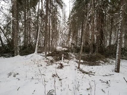 Решающий лес