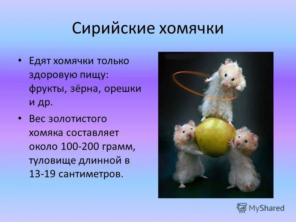 Груша и хомяк. Сирийский хомяк на белом фоне. Можно сирийскому хомяку грецкий орех. Грецкие и кедровые орехи. Хомяк с орехами во рту.