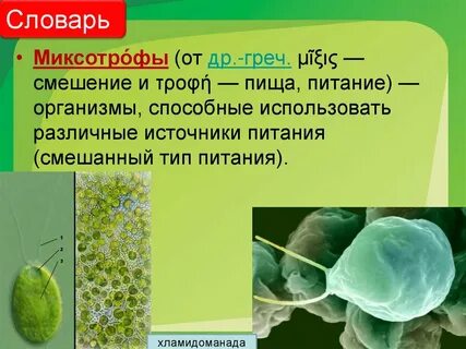 Миксотрофы