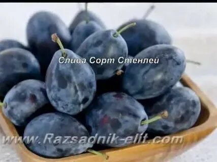 Слива можно давать ребенку