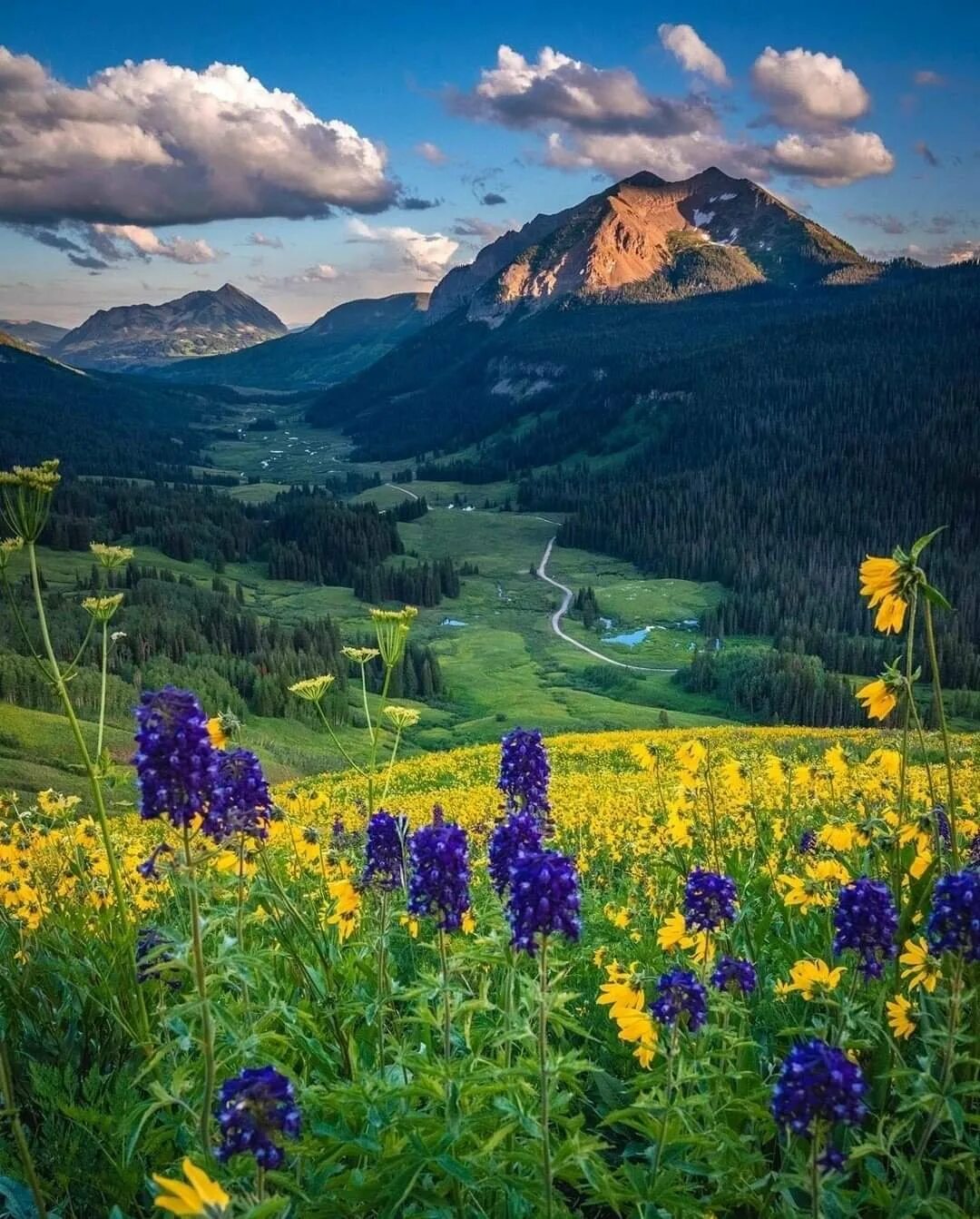 Национальный парк Олимпик Луга горы цветы Поляна. Красота природы. Прекрасный мир природы.
