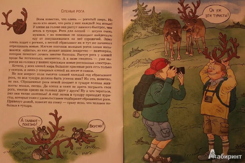 Рогов рассказ. Иллюстрация к книге ,,вот ты какой Северный олень. Вот ты какой, Северный олень!. Оленьи рога рассказ.