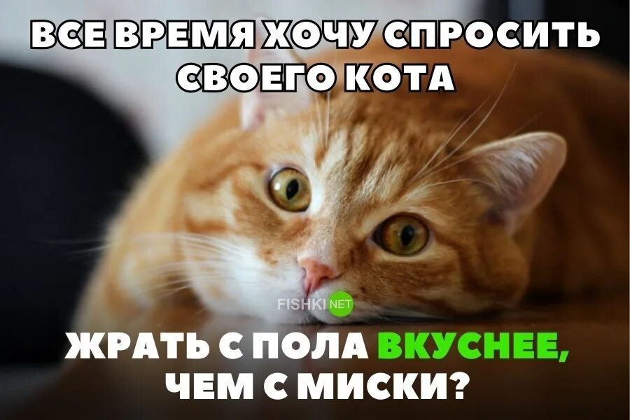 Как же было вкусно. Кот фишки. лето нельзя не любить оно же вкусное. лето нельзя не любить оно же вкусное картинки.