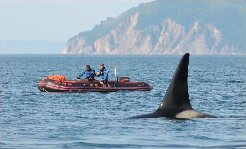 Seaworld касатки. Касатка в прыжке. Касатка тур. Касатка тур. Киты касатки дельфины.