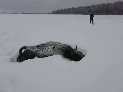 Нашли зубров
