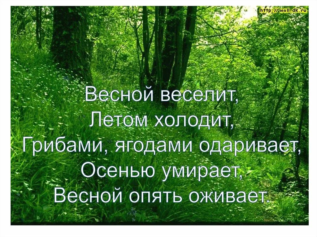 Природное сообщество лес. Проект жизнь леса. Природные сообщества фото. Доклад "жизнь природного сообщества весной".