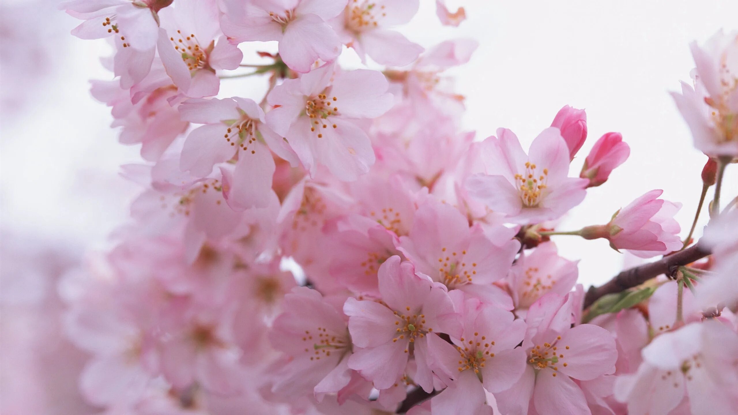 Черри блоссом цветок. Розовые цветы. Нежные весенние цветы. Розовая Сакура. От весны и до весны снятся розовые