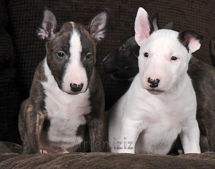 микро бультерьер. мини бультерьер. мини бультерьер стоимрсит. порода минибуль. миниатюрный бультерьер.