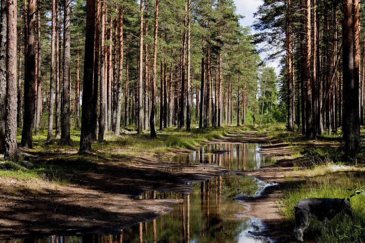 туманный сосновый бор. сосновый лес дождь. дорога в лесу. сосновый лес в тумане. сосновый лес дождь.
