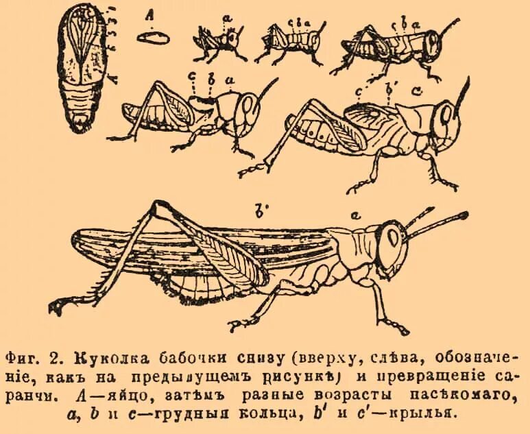 Какое развитие у саранчи. Саранча превращение. Саранча метаморфоз. Стадии саранчи. Куколка саранчи.