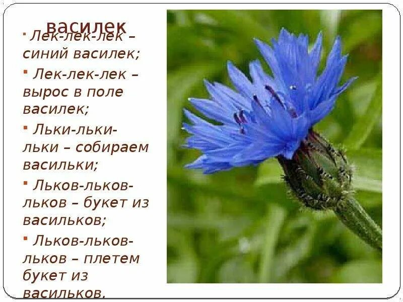 Слова песни васильки. Стих про василек. Стих про василек. Текст песни синий василек фиксай. Василек синий корнфловер.