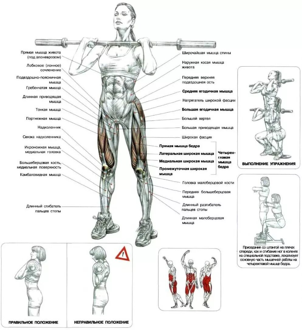 Как распределить группы мышц на неделю. Анатомия силовых упражнений приседание со штангой. Упражнения для мышц ног в тренажерном зале схема. Фронтальные приседания схема. Упражнения для мышц груди в тренажерном зале схема.
