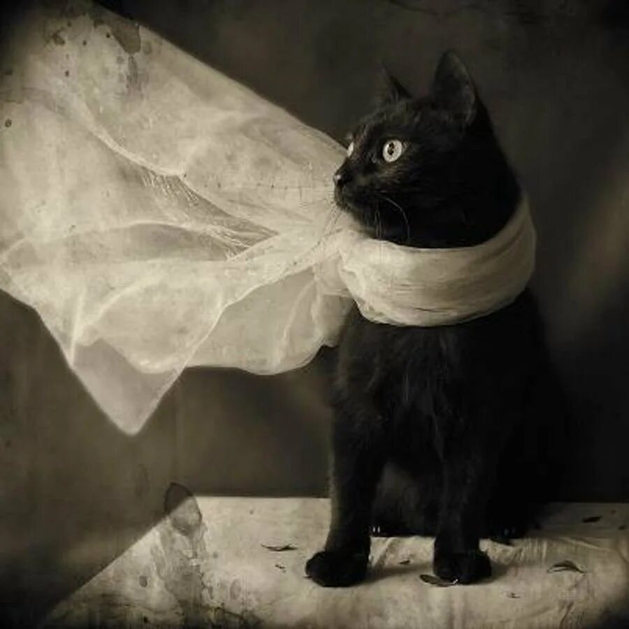 Кот в шарфе. Чёрный котик в шарфе. Белый кот с шарфом. Чёрный кот с платком. Белый галстук у черного кота 7 букв