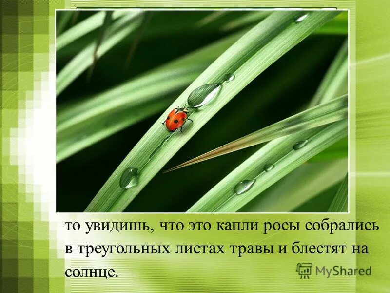 Толстой роса на траве. Какая бывает роса на траве. Какая бывает роса на траве толстой. Л Н толстой какая бывает роса на траве. Какая бывает роса на траве рисунок.