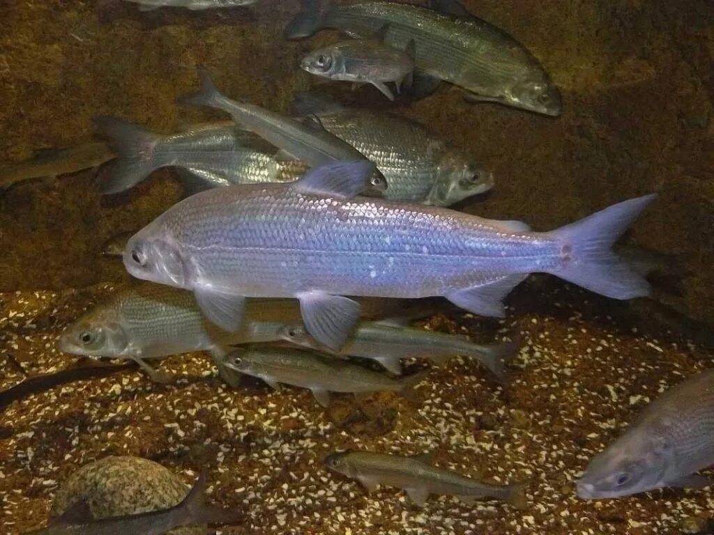 Сиговые рыбы