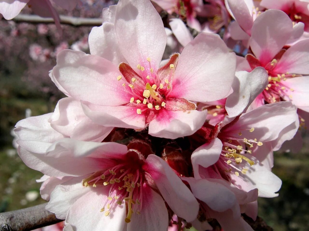 Зацвел миндаль. Миндаль дерево цветение. Сакура (миндаль, вишня декоративная). Цветущий миндаль дерево. Миндаль десертный цветение.