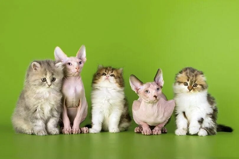 More cats