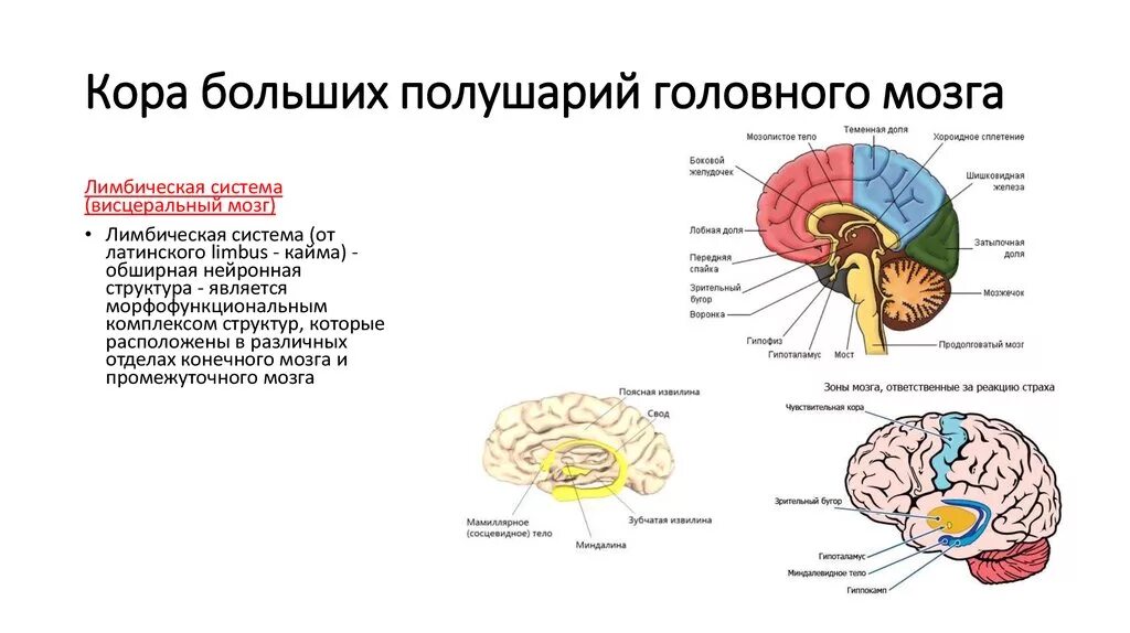 Структура и функции коры головного мозга. Структуры лимбической системы головного мозга функции. Строение древней коры головного мозга. Отдел головного мозга включающий кору