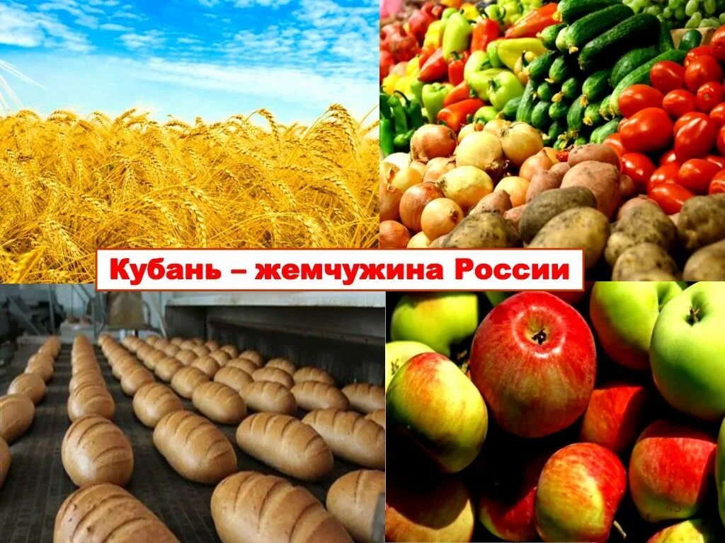 Кубань Краснодарский край. Кубань Житница Кубани. Кубань Жемчужина России. Кубань Житница России. Какие богатства есть в краснодарском крае