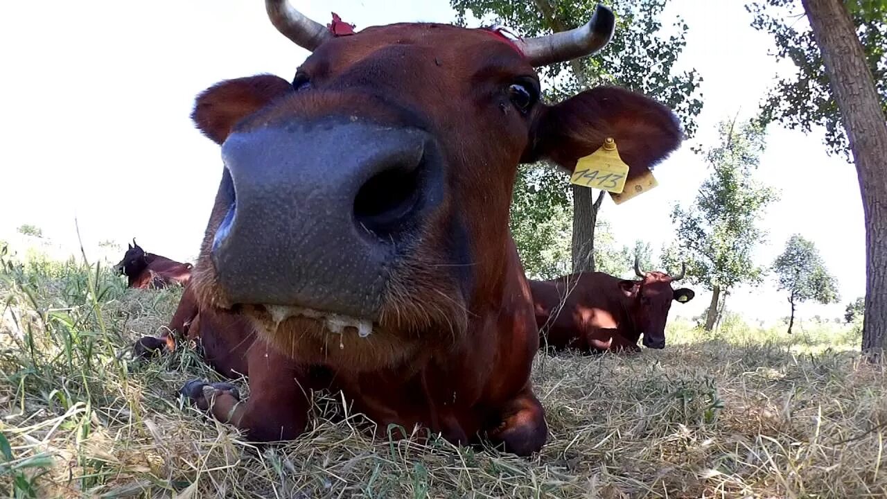 У коровы нет жвачки что делать. Жевательная корова. Корова жует траву. Коровья жвачка. Бык жует траву.