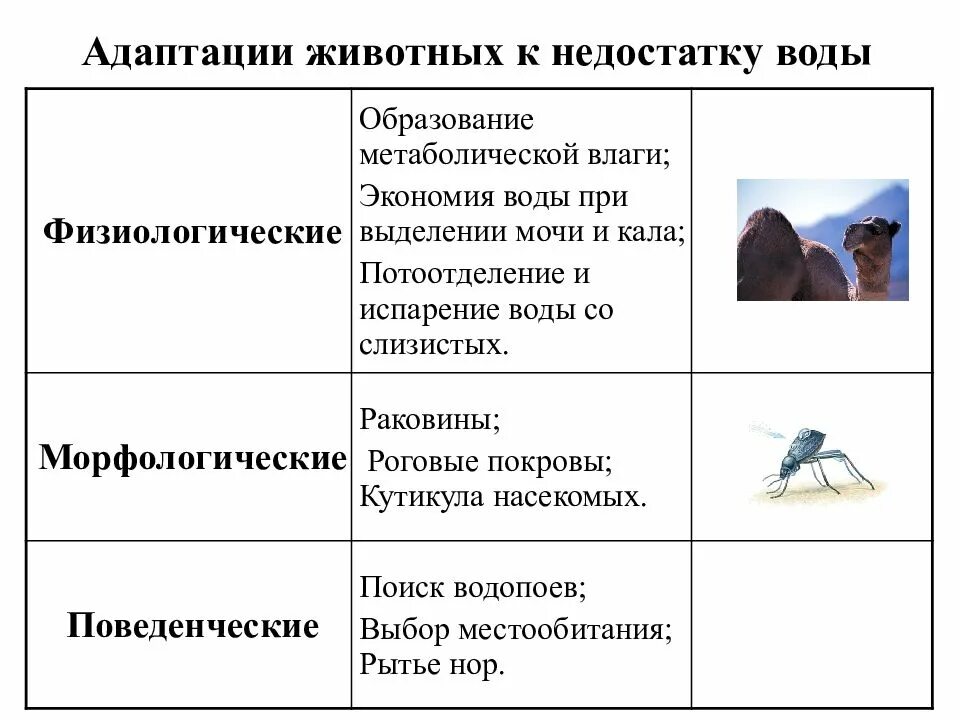 Разделение адаптации. Адаптация животных к недостатку воды таблица. Таблица физиологические адаптации животных. Физиологические адаптации животных к недостатку влажности. Таблица адаптация животных к недостатку воды 9 класс.