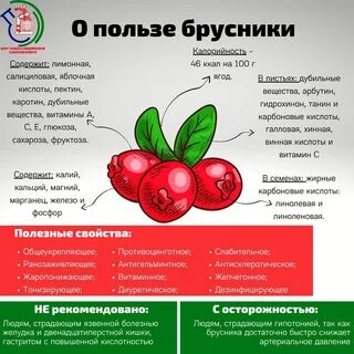 Польза и вред клюквы для здоровья человека