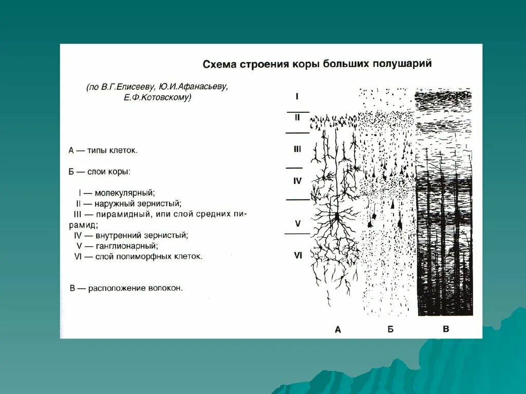 Типы коры полушарий