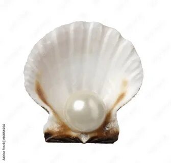 Shell pearl
