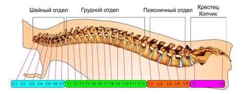 Животных 4 отдела позвоночника