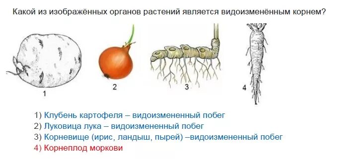 Растений являются видоизмененными корнями. Видоизменения органов растений. Видоизменения побегов. Корневые клубни метаморфоз. Видоизмененные органы растений.