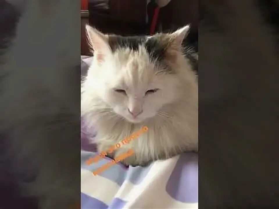 Ютуб муси. Ютуб муси