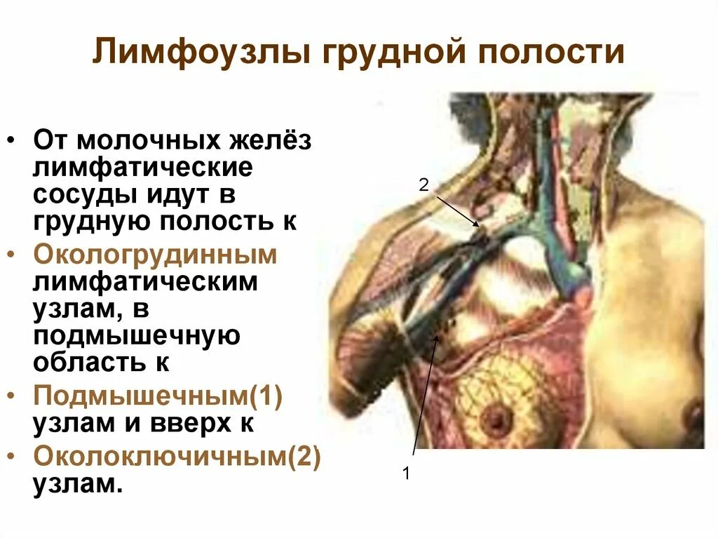 Причины увеличения лимфатических узлов. Лимфатические сосуды грудной полости анатомия. Аксиллярная область лимфоузлов молочной железы. Грудные лимфатические узлы. Лимфатические узлы грудной полости.