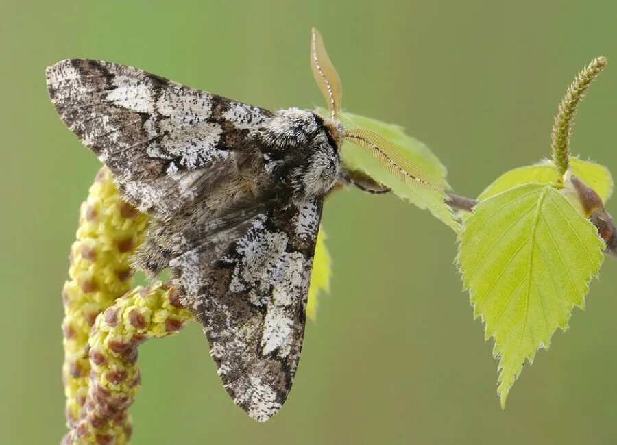 березовая бабочка. тутовая пяденица. березовая пяденица мотылек черный. березовая бабочка. пяденица линейчатая.